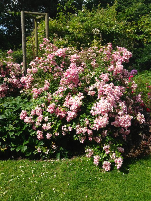 rose-ballerina_4972 | Online Flower Garden Rosa 'Ballerina' or Rose 'Ballerina'