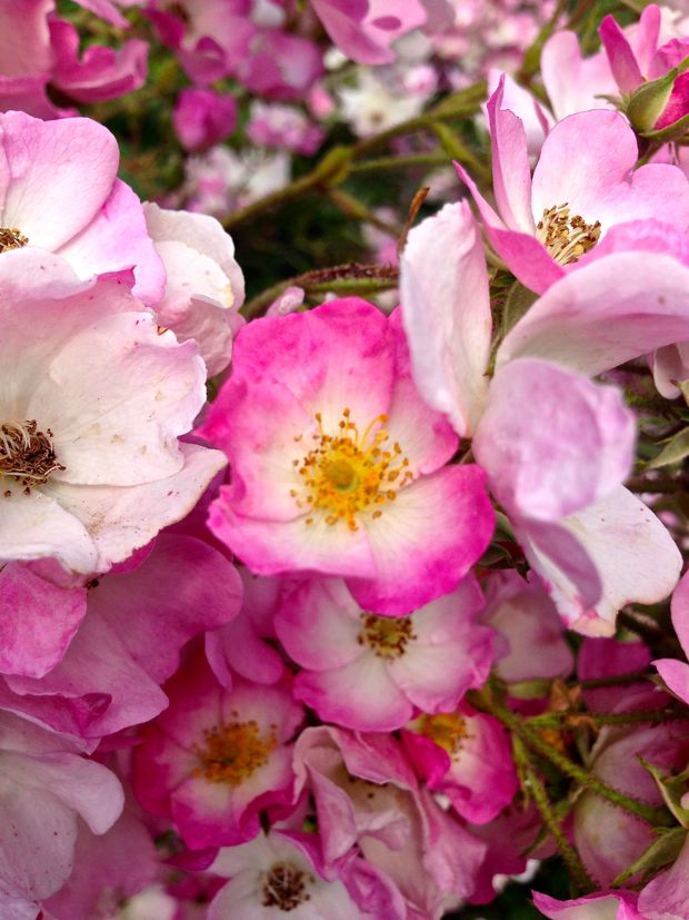 Rosa-ballerina_4974 | Online Flower Garden Rosa 'Ballerina'