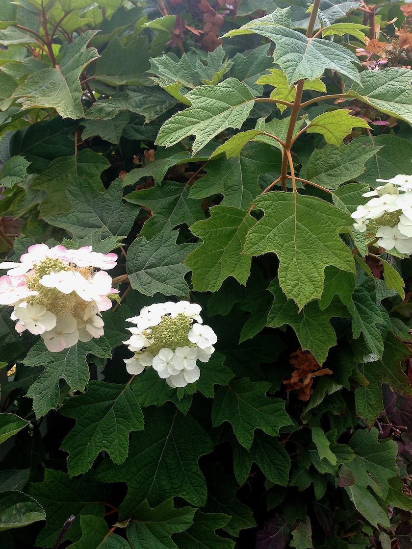 Hydrangea quercifolia 'Alice'