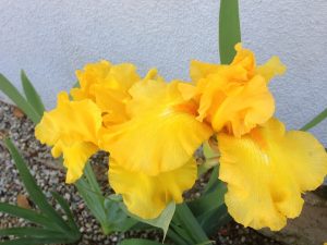 Yellow Bearded Iris © onlineflowergarden.com | Online Flower Garden