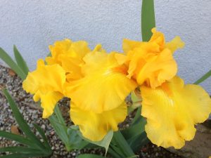 Yellow Bearded Iris © onlineflowergarden.com