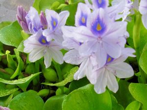 Water Hyacinth or Eichhornia