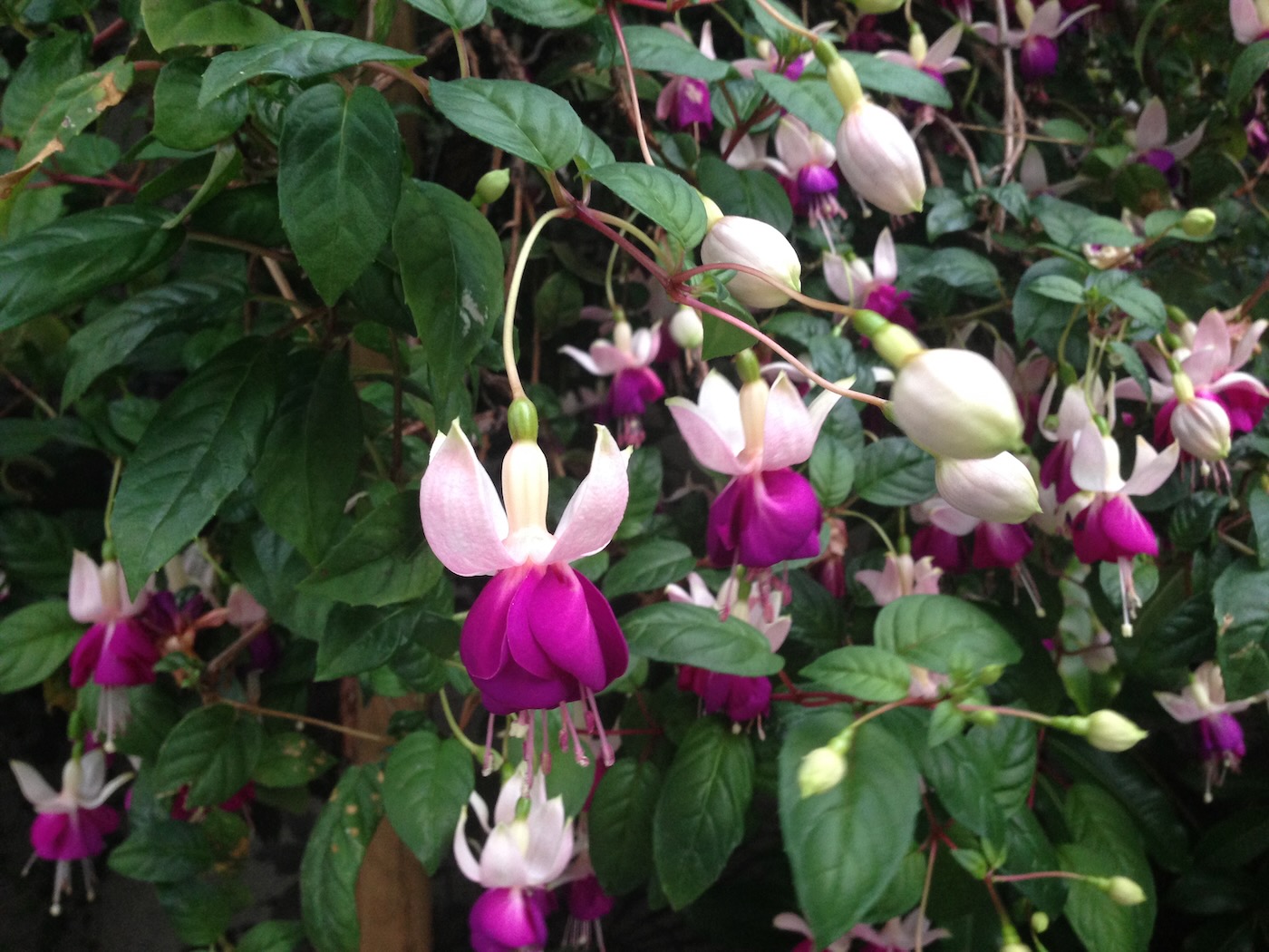 Fuchsia 'Old Berkeley' | Online Flower Garden