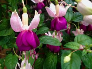 Fuchsia 'Old Berkeley' | Online Flower Garden