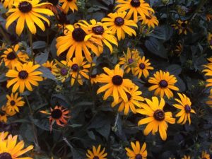 Rudbeckia Black-Eyed Susan | Online Flower Garden
