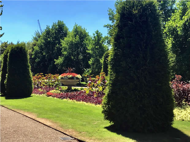 Ricinus communis - Castor Oil | Online Flower Garden Ricinus communis - Castor Oil