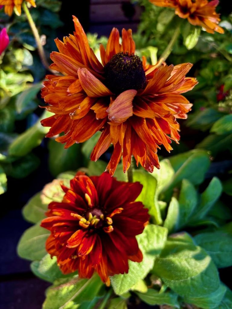 Rudbeckia-hirta-Cherokee-Sunset | Online Flower Garden Rudbeckia hirta ‘Cherokee Sunset’