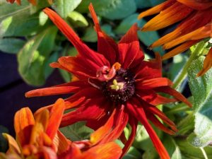 Rudbeckia hirta ‘Cherokee Sunset’ | Online Flower Garden
