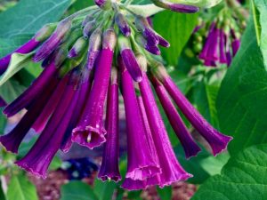 Iochroma cyanea 'Mr. Plum' | Online Flower Garden