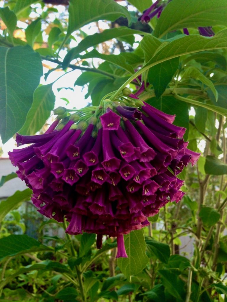 Iochroma-cyanea-Mr-Plum | Online Flower Garden Iochroma cyanea 'Mr. Plum'