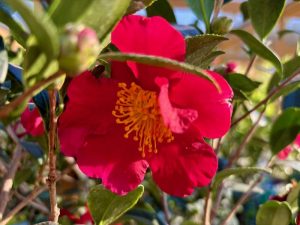 Camellia sasanqua ‘Yuletide’
