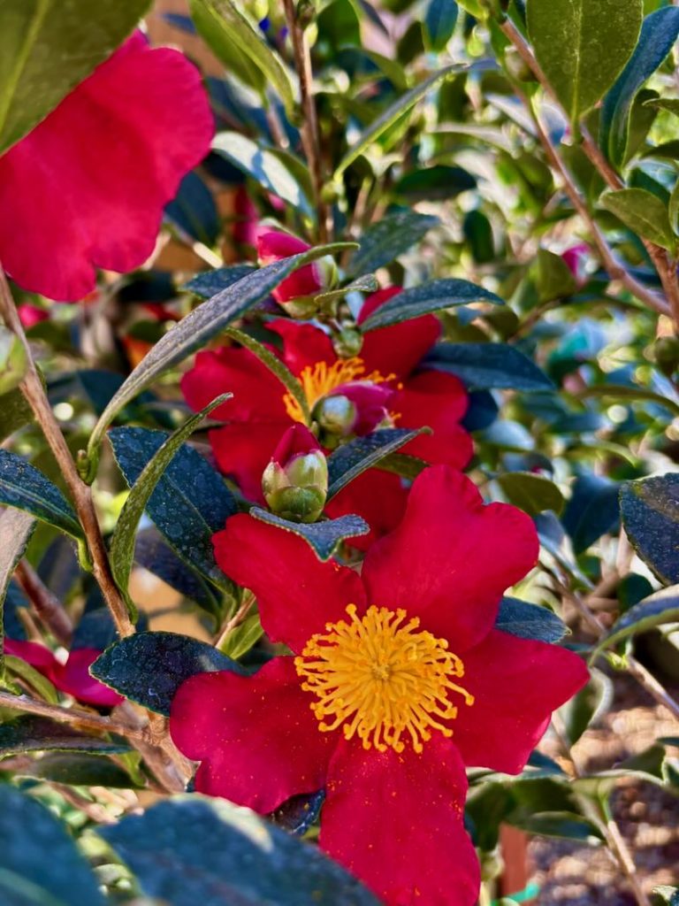 Camellia sasanqua ‘Yuletide’