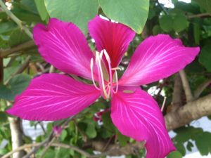 Bauhinia blakeana | Online Flower Garden