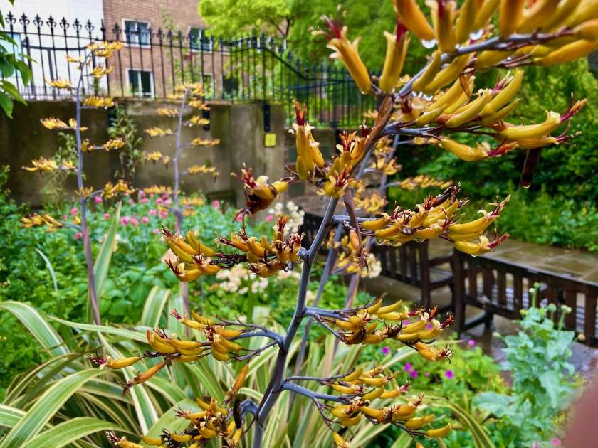 Phormium 'Yellow Wave'