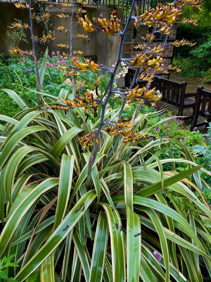 Phormium 'Yellow Wave'
