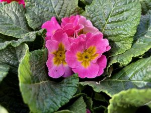 Primula acaulis 'Sweet 16' 