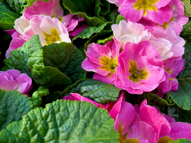 Primula acaulis 'Sweet 16' 