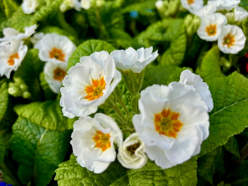 Primula-Pacific-Giants-White | Online Flower Garden Primula ‘Pacific Giants White’