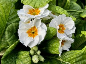 Primula ‘Pacific Giants White’