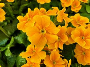 Primula polyanthus 'Orange'