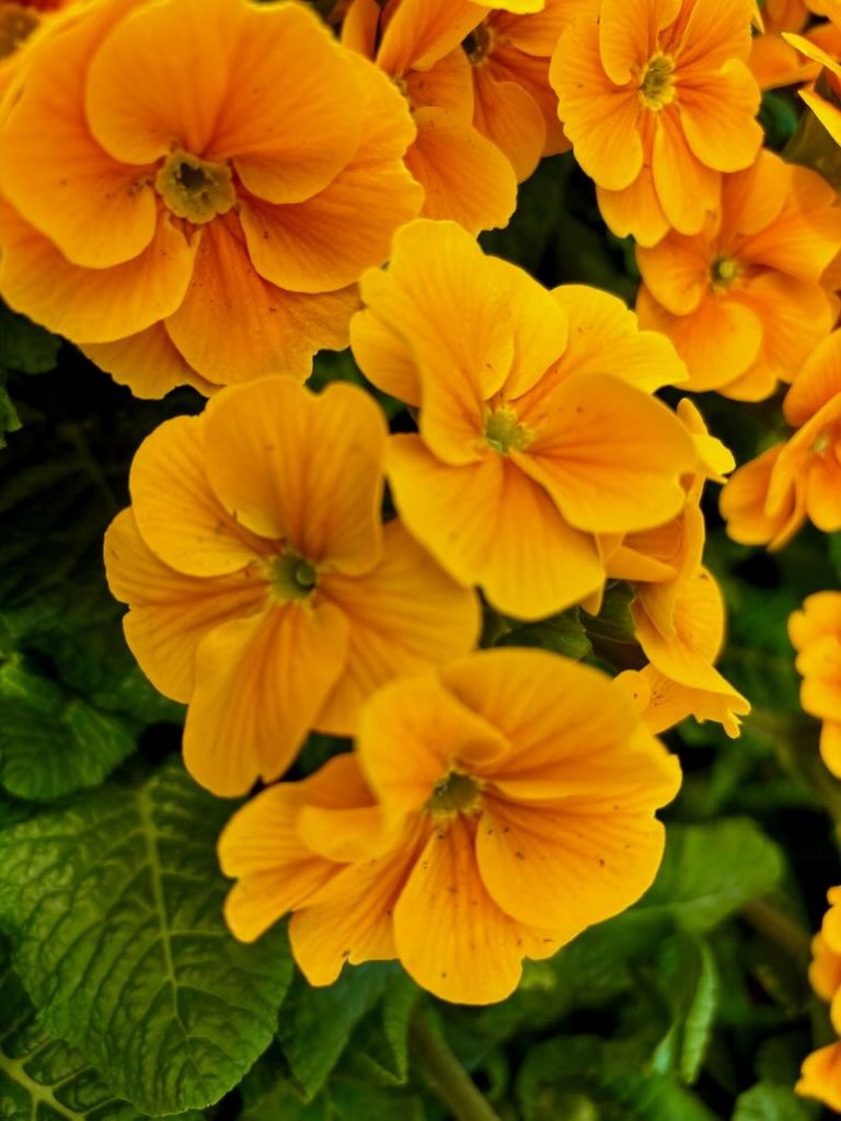 Primula polyanthus 'Orange'