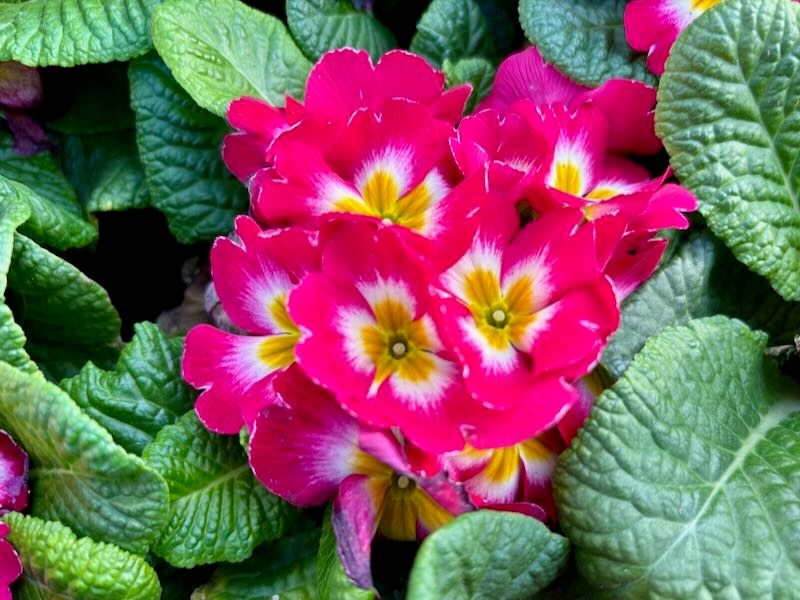 Primula-acaulis-Danessa-Rose-Bicolor | Online Flower Garden Primula acaulis 'Danessa Rose Bicolor'