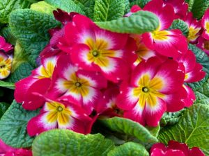 Primula acaulis 'Danessa Rose Bicolor' | Online Flower Garden