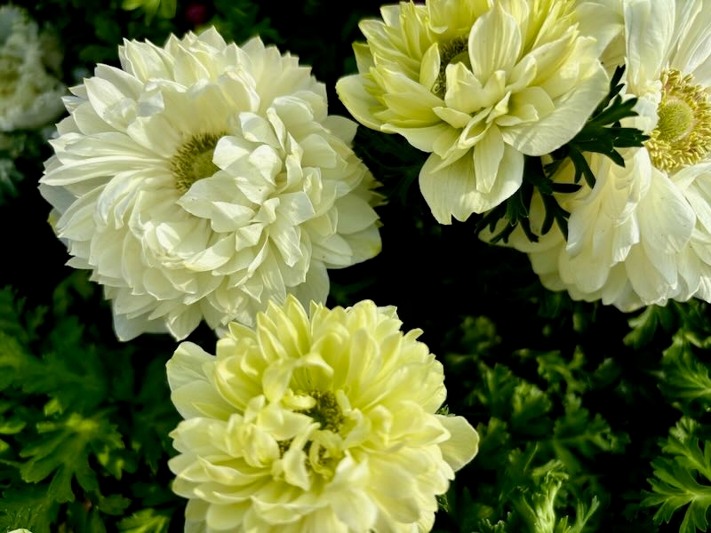 Anemone ‘Harmony Double White’