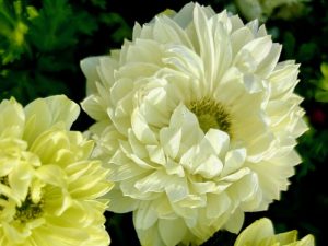 Anemone ‘Harmony Double White’