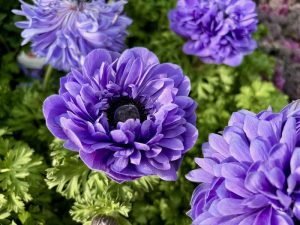 Anemone ‘Harmony Double Blue’