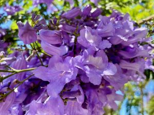 Jacaranda mimosifolia
