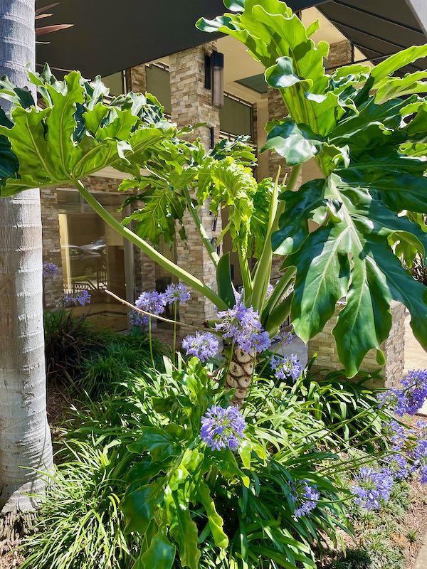 Thaumatophyllum-bipinnatifidum-5692 | Online Flower Garden Thaumatophyllum bipinnatifidum