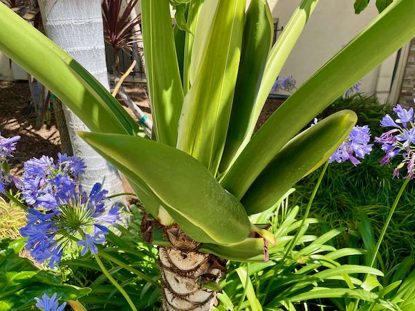 Thaumatophyllum-bipinnatifidum-5693 | Online Flower Garden Thaumatophyllum bipinnatifidum