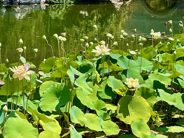 The Chinese Garden at Huntington Library