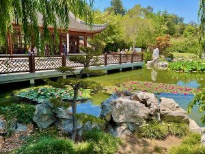 The Chinese Garden at Huntington Library