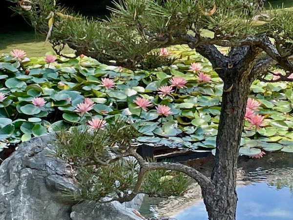 The Chinese Garden at Huntington Library