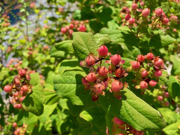 The Chinese Garden at Huntington Library