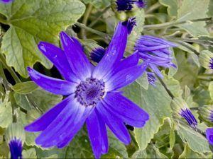 Pericallis-SENETTI-Blue-Halo