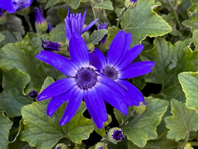 Pericallis ‘SENETTI Blue Halo’