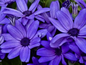 Pericallis ‘Mandala® Plus Sky Blue’