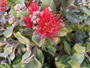 Metrosideros collina ‘Springfire’