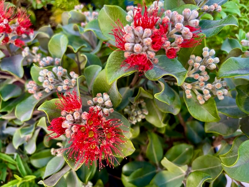 Metrosideros collina ‘Springfire’