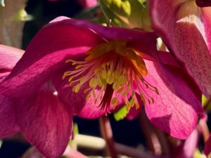 Helleborus ‘Ice N’ Roses Red’ | Online Flower Garden