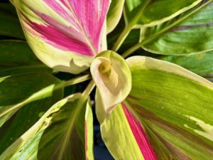 Cordyline fruticosa ‘Exotica’