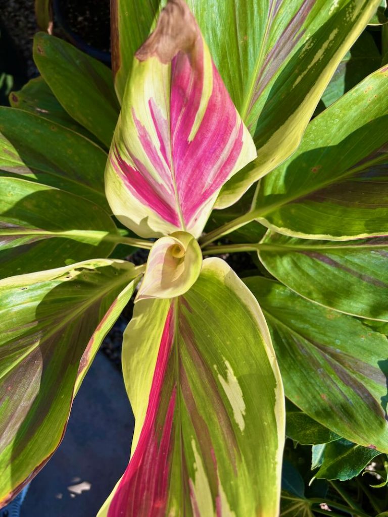 Cordyline fruticosa ‘Exotica’