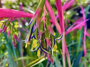 Billbergia nutans