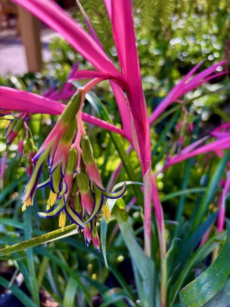 Billbergia nutans