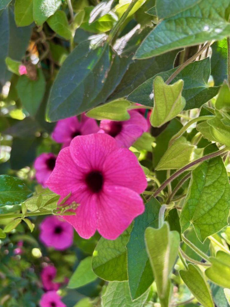 Thunbergia ‘Sunny™ Rose Sensation’