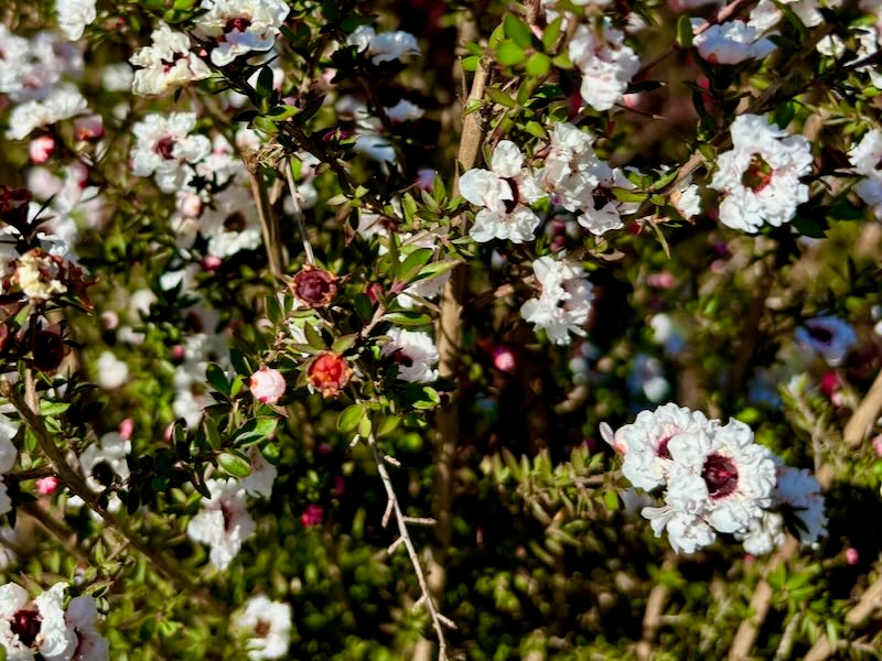 Leptospermum 'Snow White'
