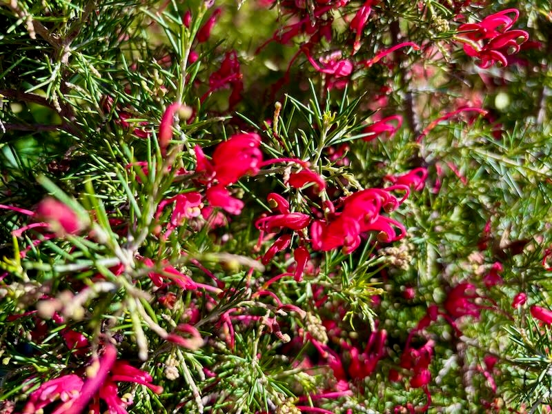 Grevillea 'Scarlet Sprite'